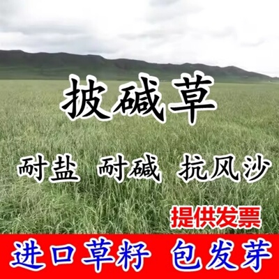 披碱草籽护坡固土抗风沙耐