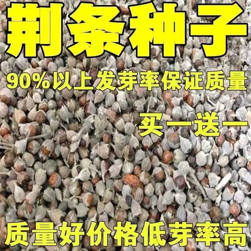 荆条种子护坡灌木黄花卉