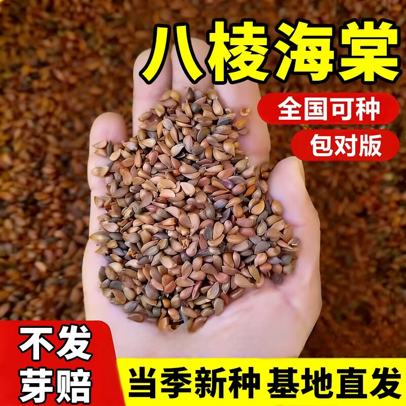 八棱海棠种子嫁接苹果砧林木海棠子种子产地直发保质保量精选新种