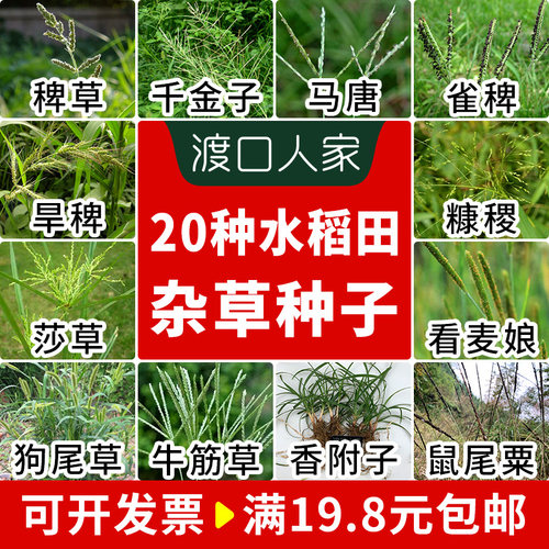 稻田杂草种子稗莎千金糠稷