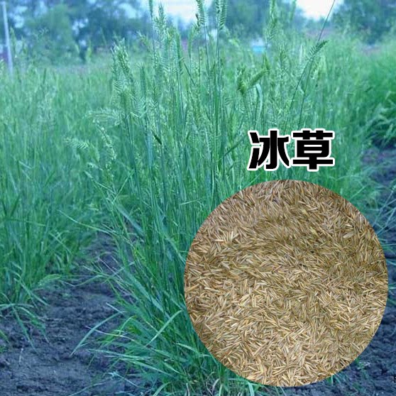 冰草籽种子 野麦子 扁穗冰草 羽状小麦草籽种子牧草种子