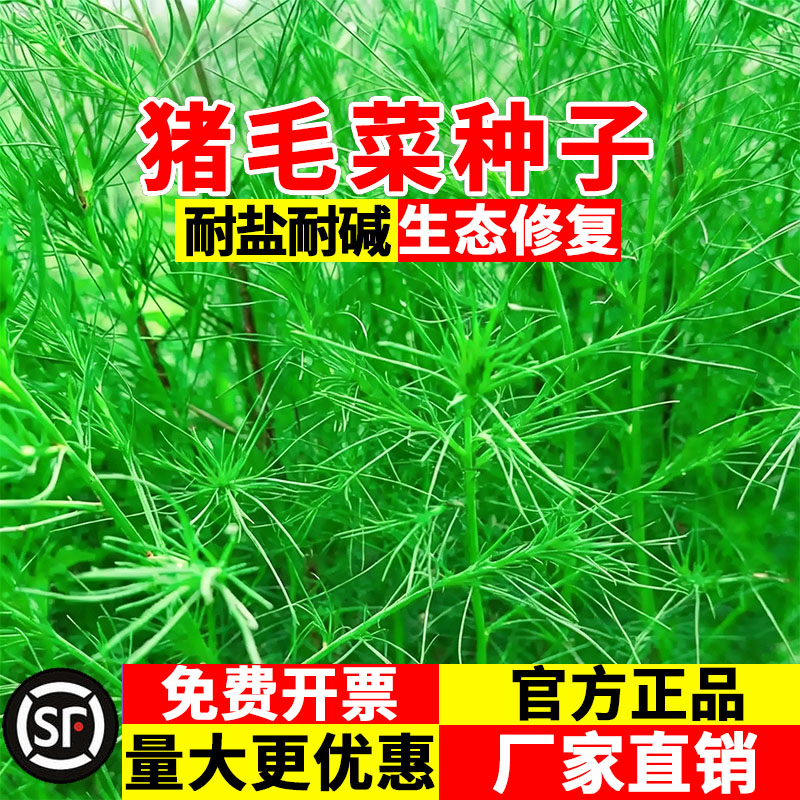 猪毛菜种子野生蓬生态修复耐盐碱