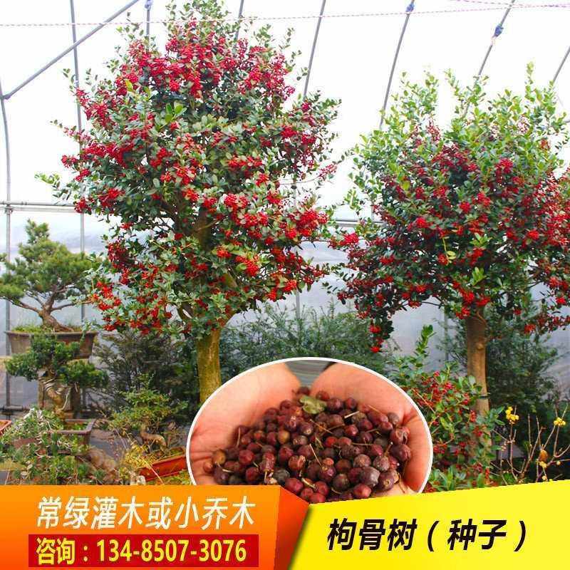 有刺构骨种子无刺枸老虎又名常绿灌木刺种籽骨刺小乔木或猫儿