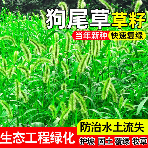 狗尾巴草种子野草种杂草种籽狗尾草种子耐旱绿化观赏草籽护坡牧草