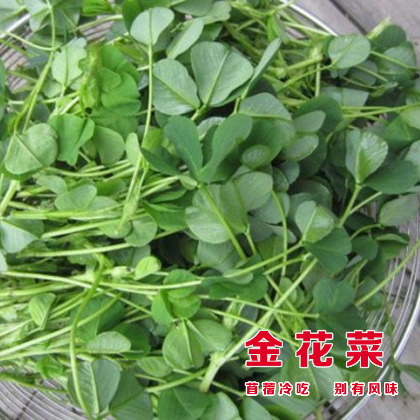 金花菜草头种子三叶秧草大叶黄花菜苜蓿上海特产母齐头春秋季蔬菜
