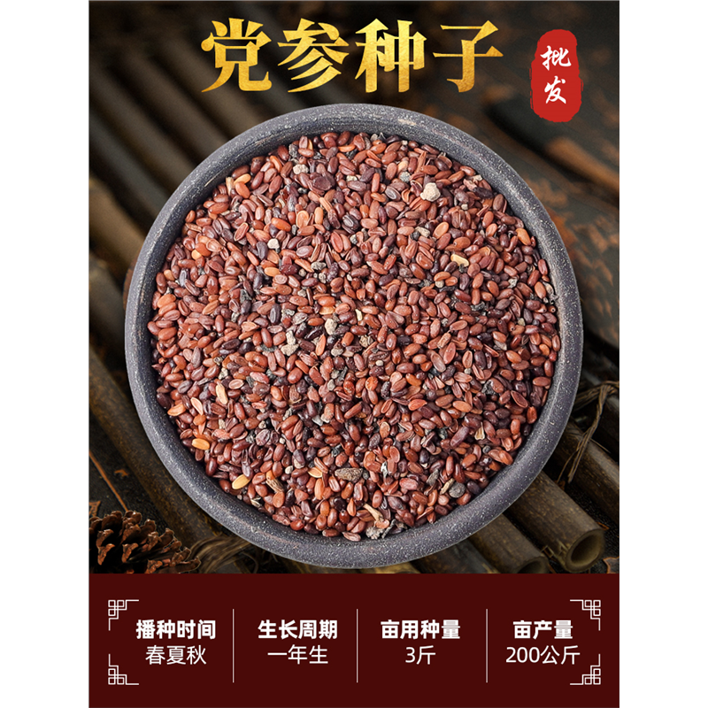 党参种子药材植籽苗甘肃岷