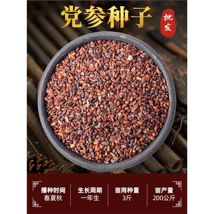 党参种子药材种植种籽种苗甘肃岷县特产新特级当归党参黄芪孑