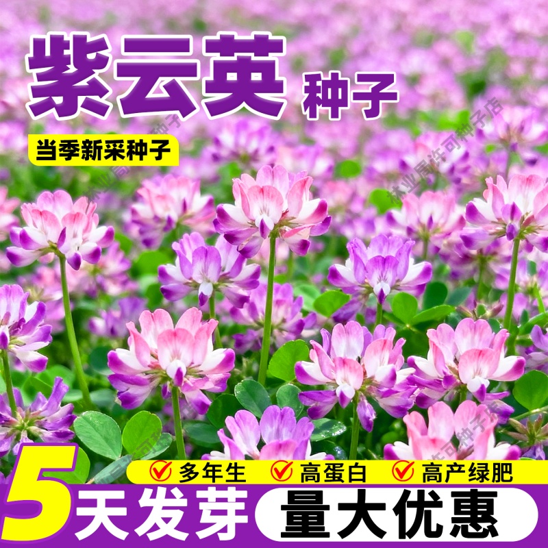 紫云英种子绿肥种籽红花草高产牧草种果园可食用养蜂蜜源固氮草籽