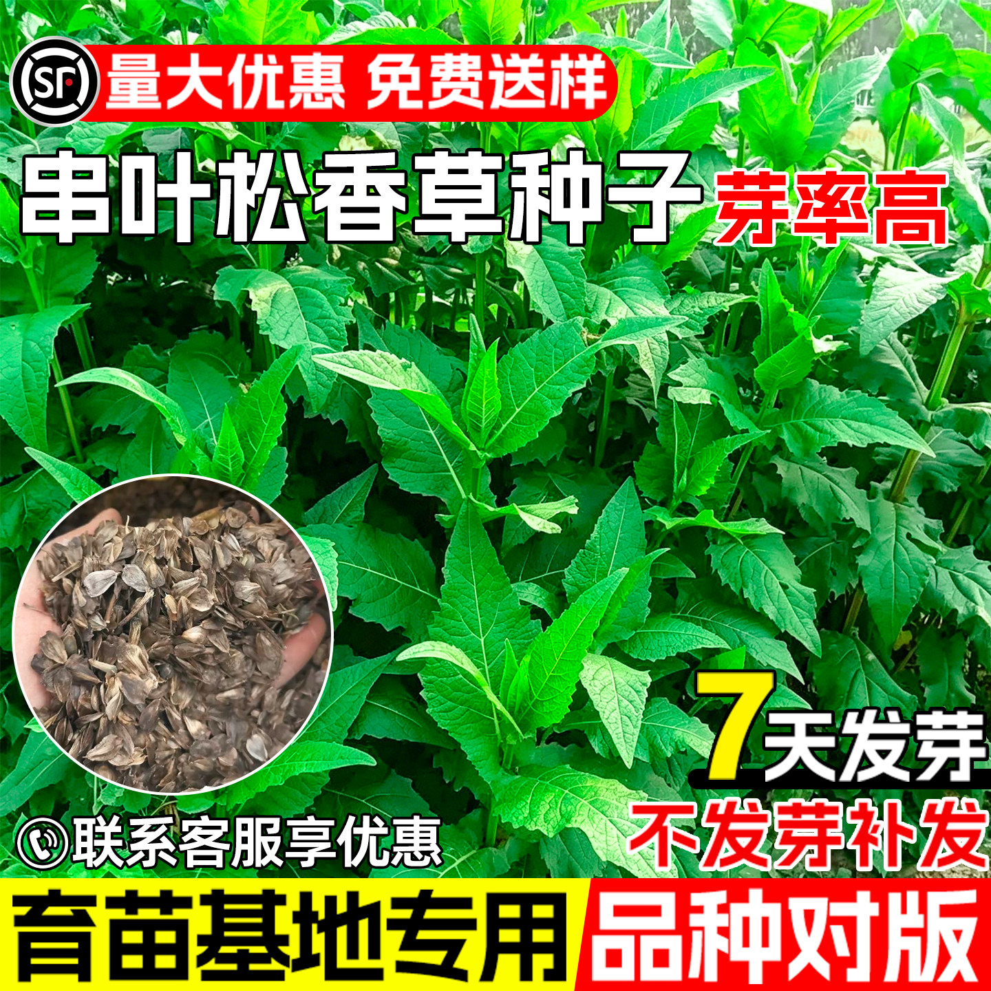 串叶松香草种子高蛋白饲草畜牧养殖荒地生态修复护坡绿化牧草种籽
