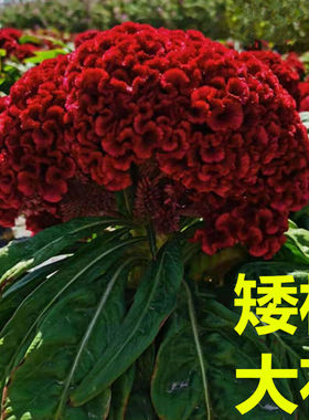 红花鸡冠花种子春季耐热易活阳台盆栽室外庭院花卉凤尾鸡冠花花籽