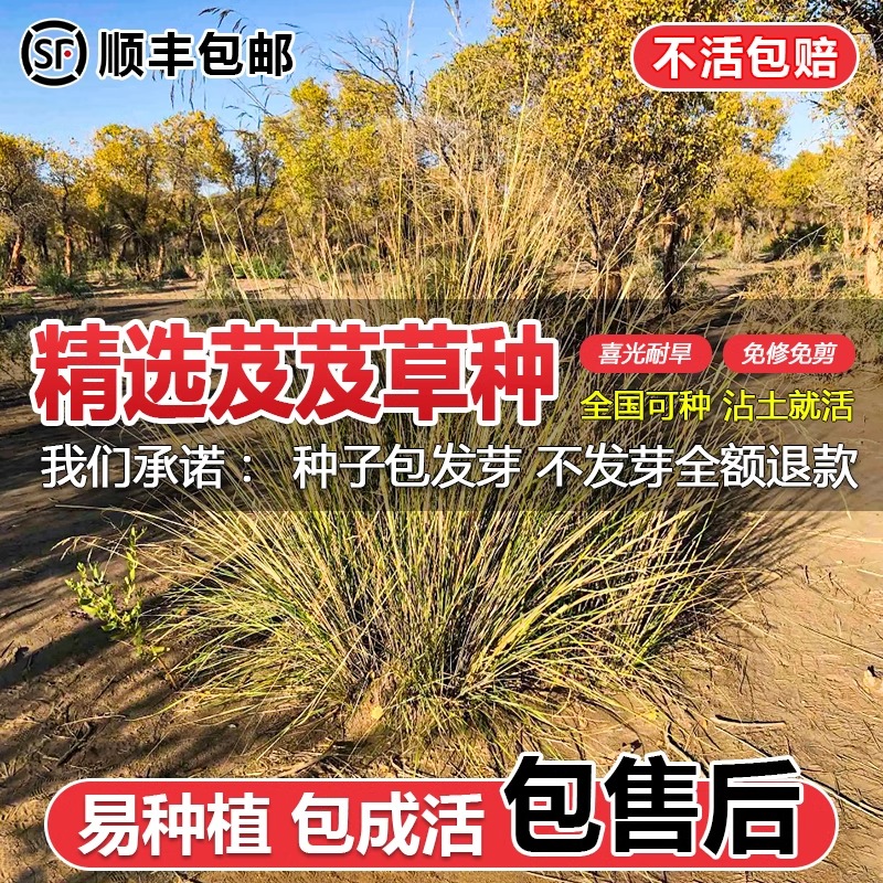 芨芨草耐寒防风耐旱耐盐碱