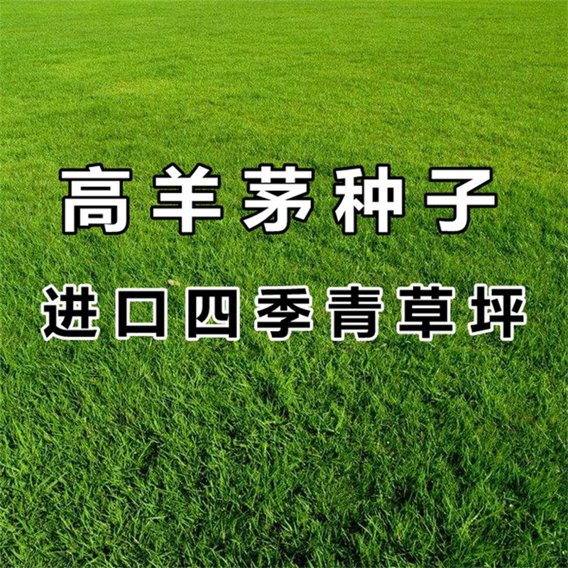 高羊茅草籽进口耐践踏庭院