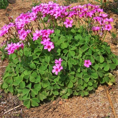 红花酢浆草种子幸运三叶草庭院花卉观花植物室内花种子紫叶醡浆草