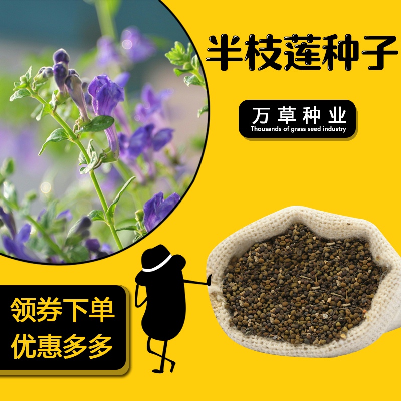 新采中草药材籽半枝莲种子并头草韩信...