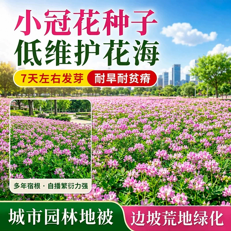 小冠花种子园林绿化花海造景四季