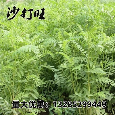 沙打旺种子多年生牧草绿肥