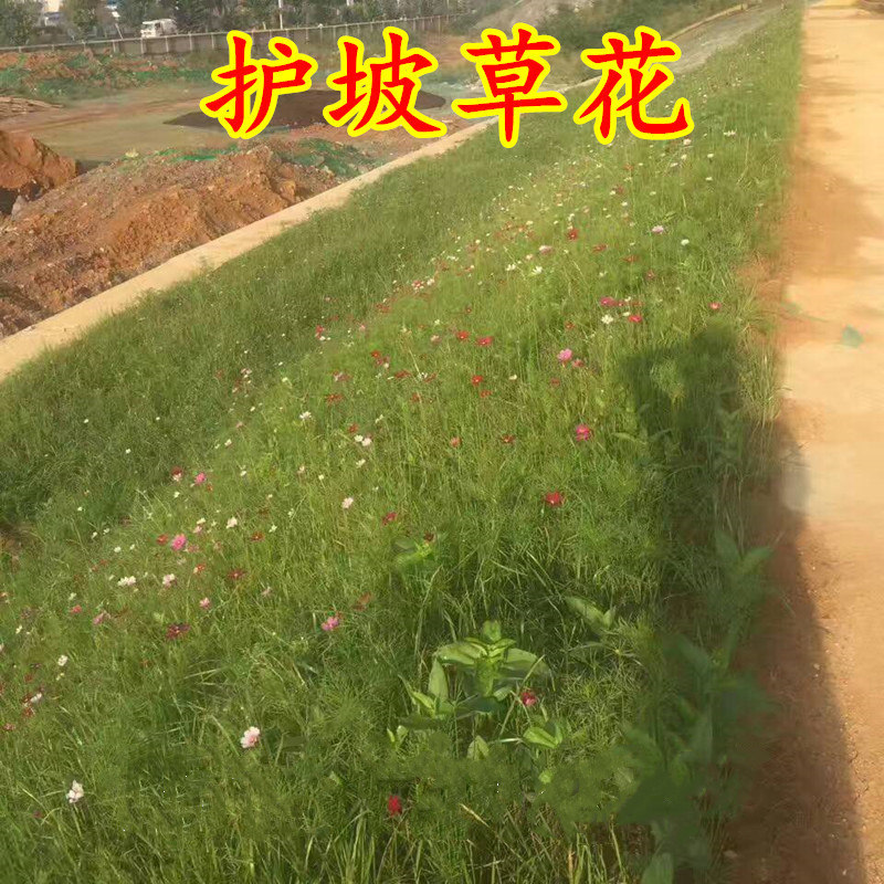 护坡草花种子 混播草坪种子护坡草坪四季常