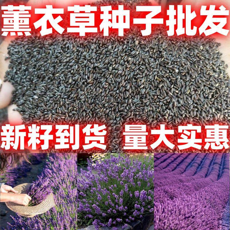 薰衣草种子狭叶普罗旺斯花
