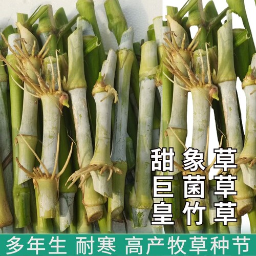 无毛甜象草3号种节巨菌皇