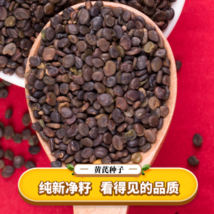 黄芪种子中药材内蒙黄芪种籽500克铁芪棉芪种植苗当归党参枸杞孑