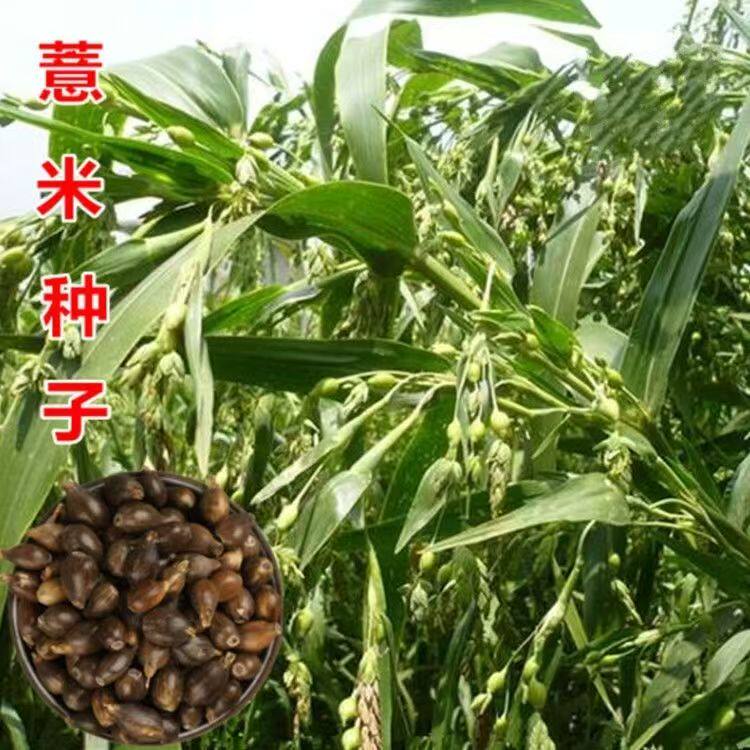 薏米种子四季种植香甜软糯食用薏苡仁可搭配枸杞山药小粒薏米种籽