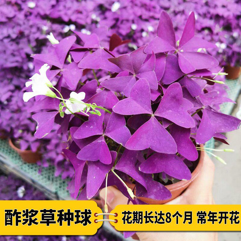 紫叶酢浆草籽酱种球多年生图片