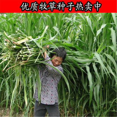 牧草种子多年生黑麦草玉米籽种