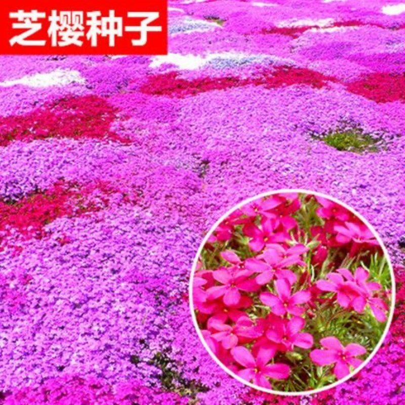丛生芝樱花种子四季种福禄考庭院花海低矮地被花籽五色梅花种籽子