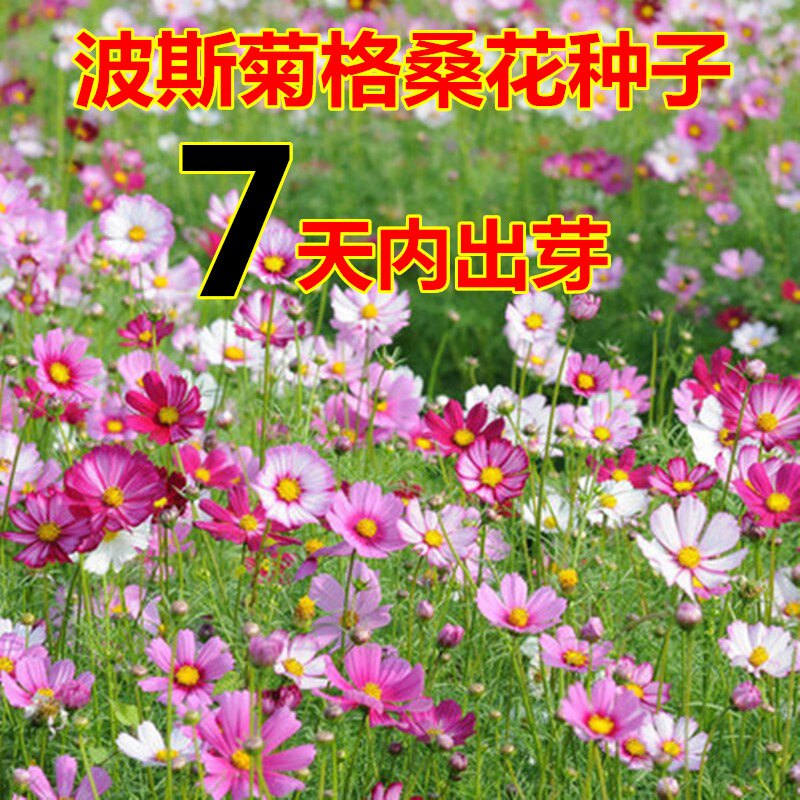 波斯菊户外易种秋天种子室外花草四季种易活花籽庭院格桑花种孑
