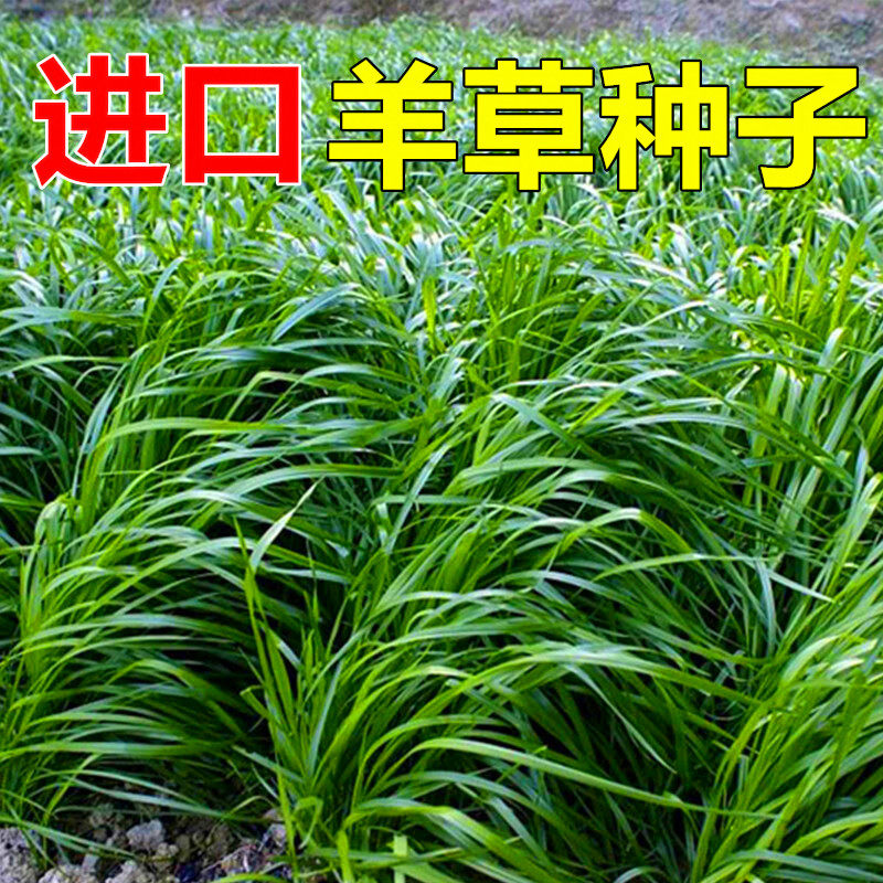 羊草种籽披碱茅无芒雀麦红