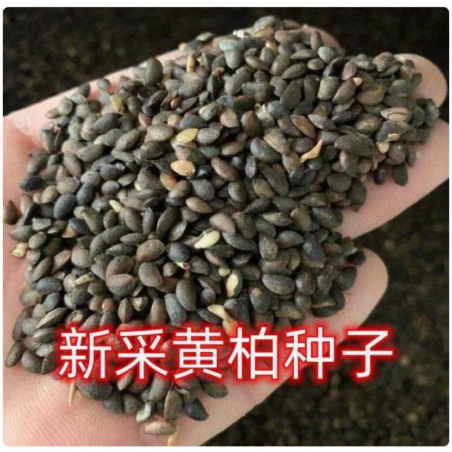 【当年新种】正宗药材厚黄柏种子川黄柏剥皮黄柏黄柏苗黄柏树川柏