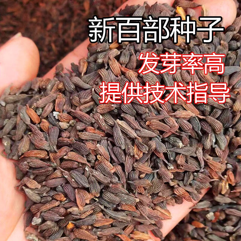 2025百部中药材种子百部种籽红花
