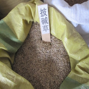 优质牧草籽垂穗披碱草种子四季种养牛草碱草老芒麦种子 量大从优