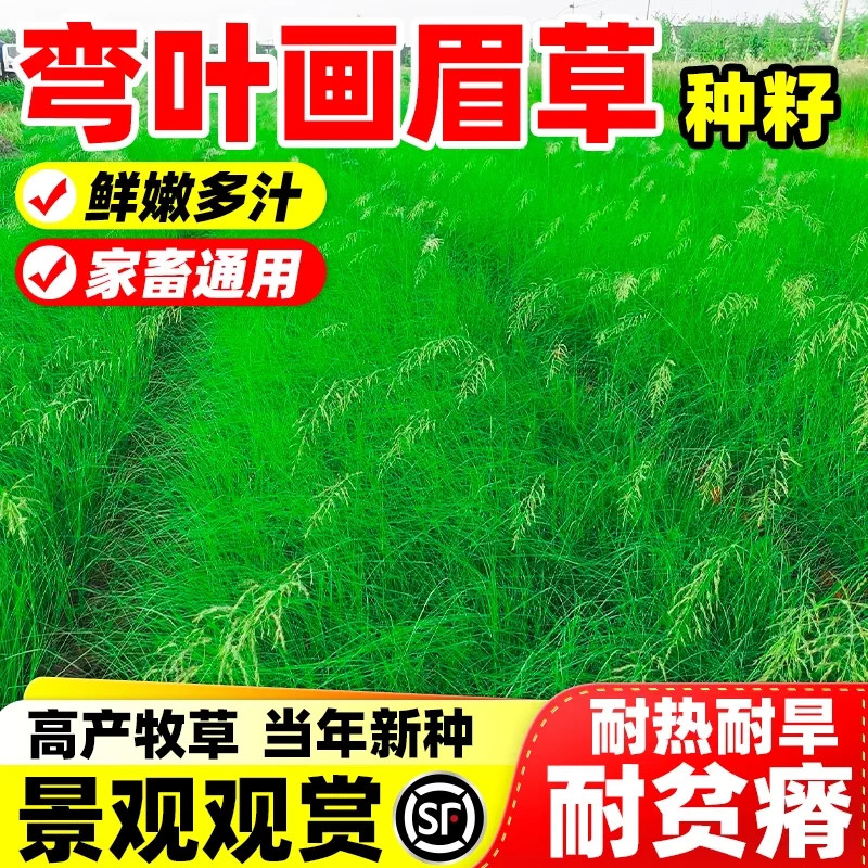 弯叶画眉草籽四季常青多年生牧草