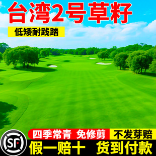 台湾二号草籽草坪种子台湾草草种台湾青草籽结缕草矮生四季青种子