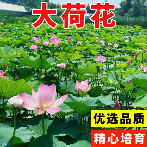大型荷花种子池塘水养四季