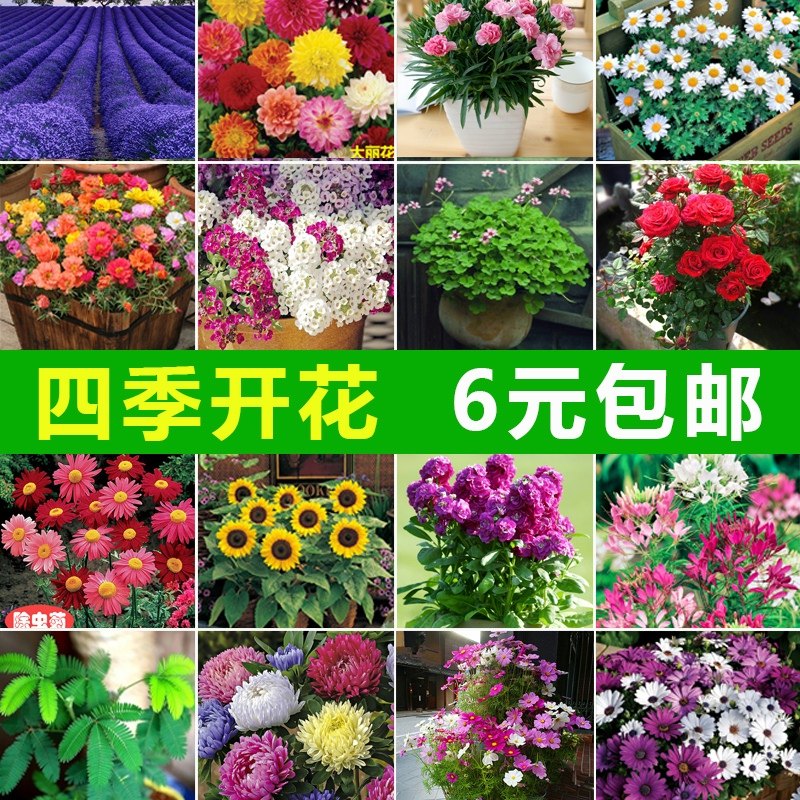 花种子孑四季易活开花满天星薄荷薰衣草康乃馨庭院阳台植物种子_虎窝淘