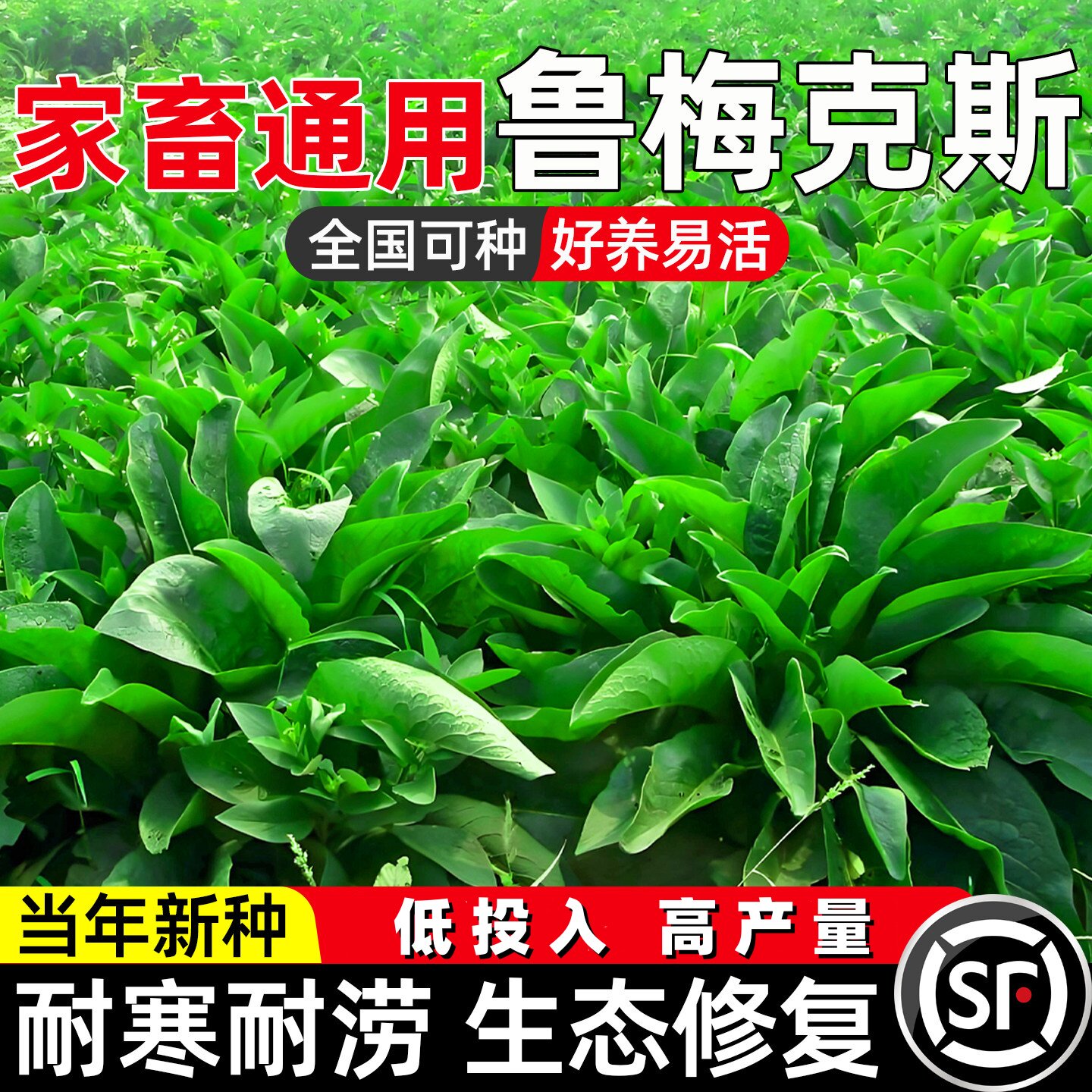 鲁梅克斯四季高产多年生牧草种籽