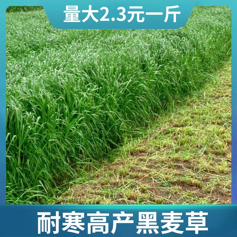 鱼草种籽牧黑麦子四季多年生
