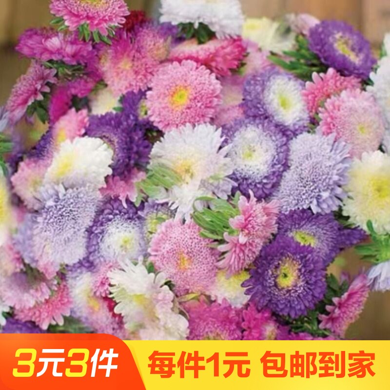 糖果菊种孑混色千头子球花