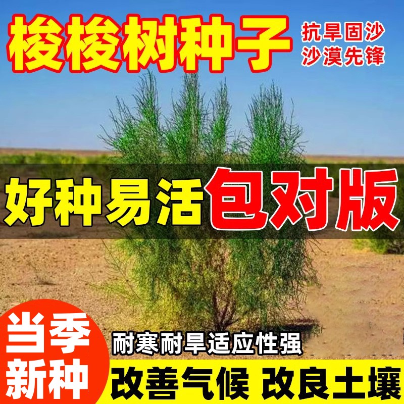 抗旱固沙种子梭梭树种籽毛条种子培育肉苁蓉的好树木沙漠先锋灌木
