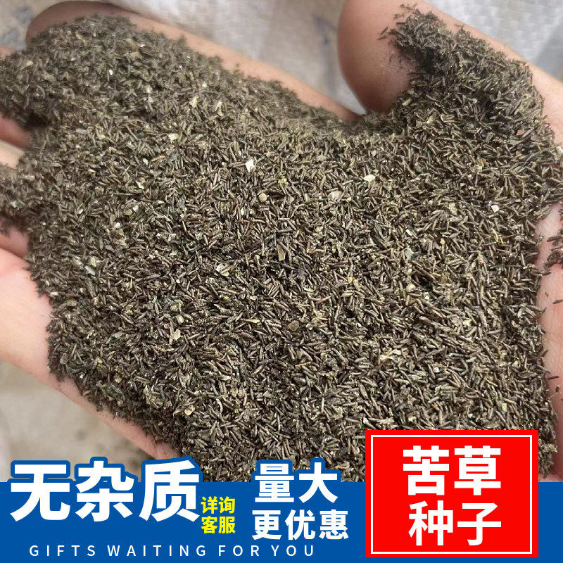 苦草种子纯籽水韭菜扁担草养殖鱼虾蟹专用水草鸭舌草四季常青水植