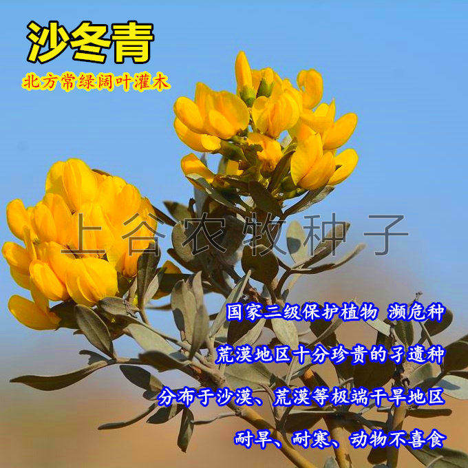 沙冬青种子耐旱耐盐碱荒漠植被绿