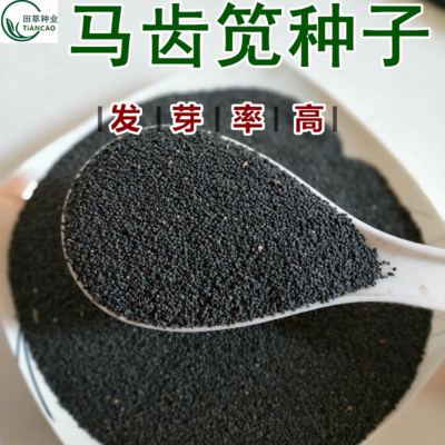 马齿苋种籽菜子食用新笕保
