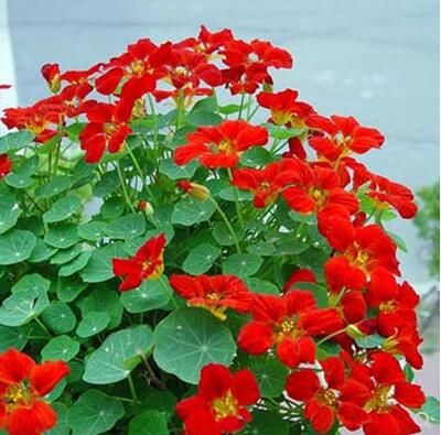 旱金莲花种籽子汉春天盆栽苗