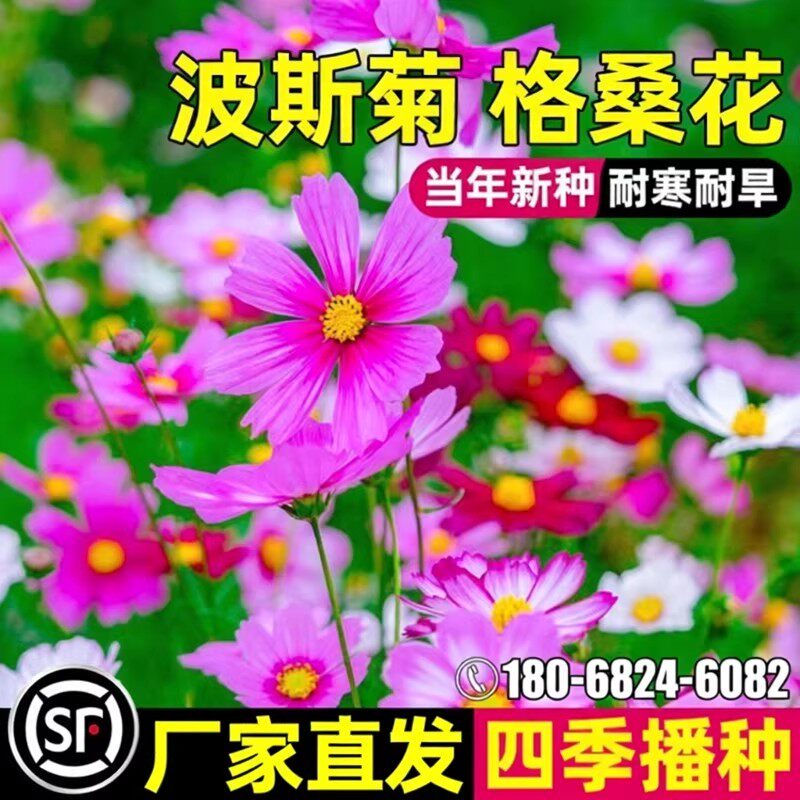 波斯菊花种子格桑花种籽子七彩四季播种开花易活庭院室外花籽种孑