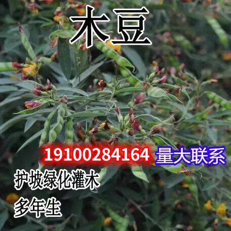 木豆种子直立灌树柳蓉三