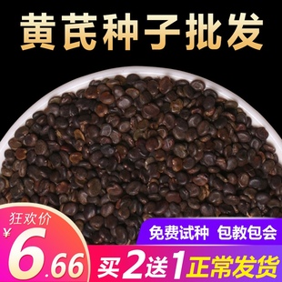 黄芪种子中药材内蒙黄芪种籽500克铁芪棉芪种植苗当归党参枸杞孑