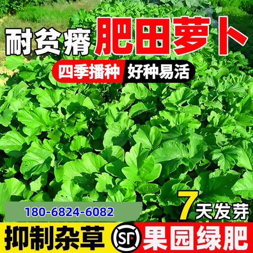 肥田萝卜种子改良土壤抑制杂草籽四季高产天然绿肥作物耐寒牧草籽