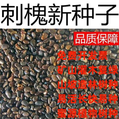 刺槐种子白花树香紫穗籽洋